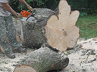 Tree Removal and Installation Ann Arbor, MI