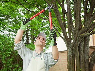 Tree Services Ann Arbor, MI