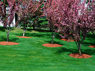 Tree Removal and Installation Ann Arbor, MI